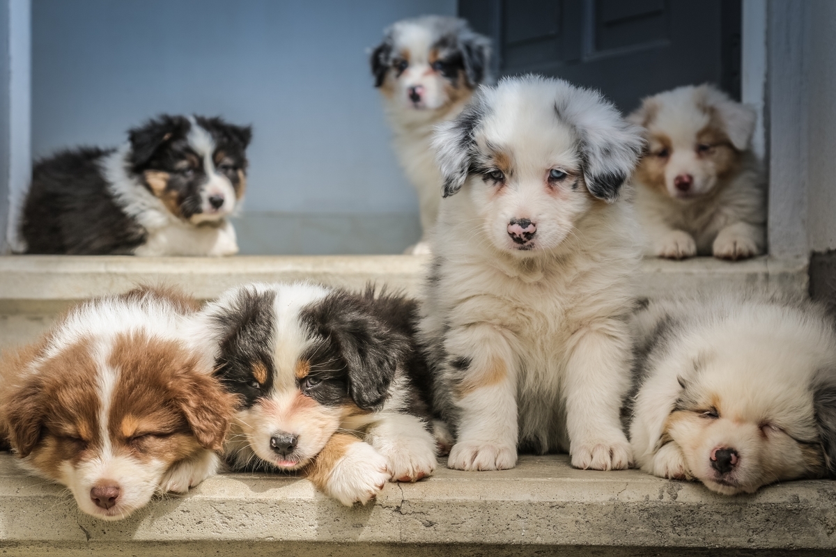 犬 マイクロチップ