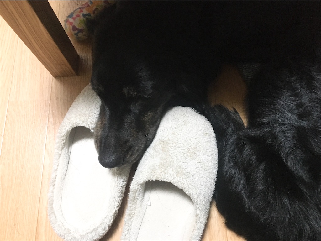 f:id:inu0813:20200218225103j:image