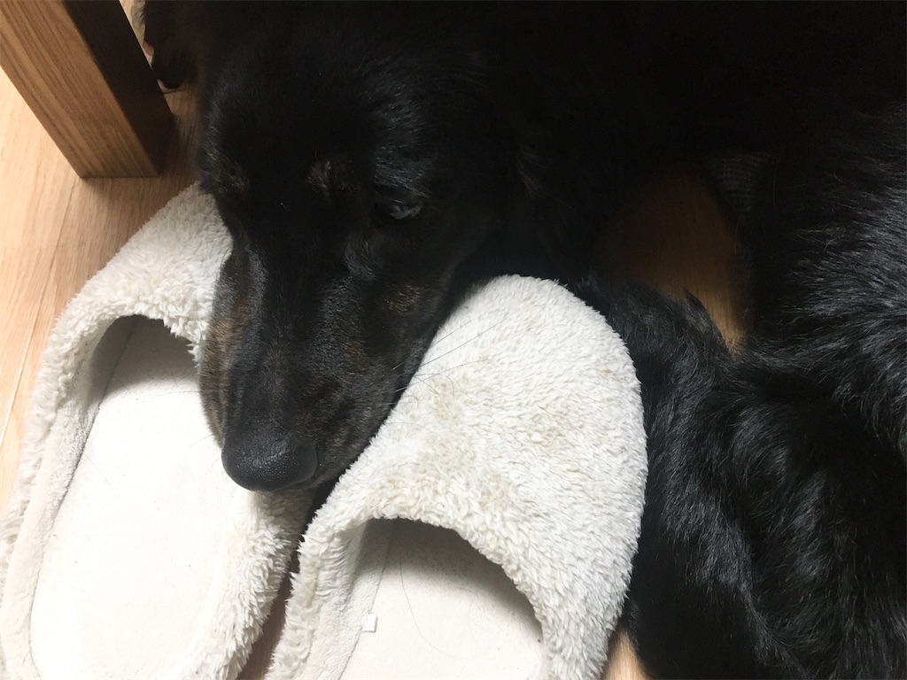 f:id:inu0813:20200218225113j:image