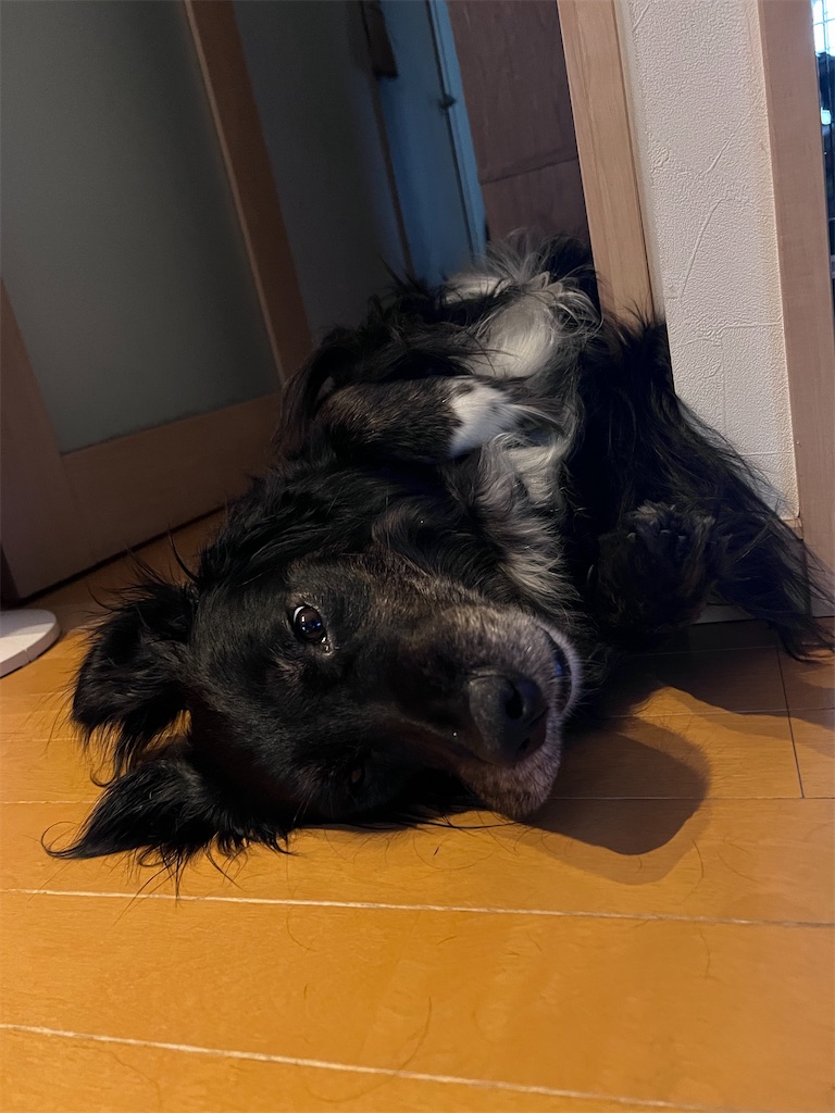 f:id:inu0813:20230622175934j:image