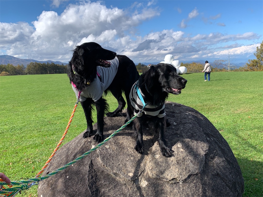 f:id:inu_futari:20251204102737j:image