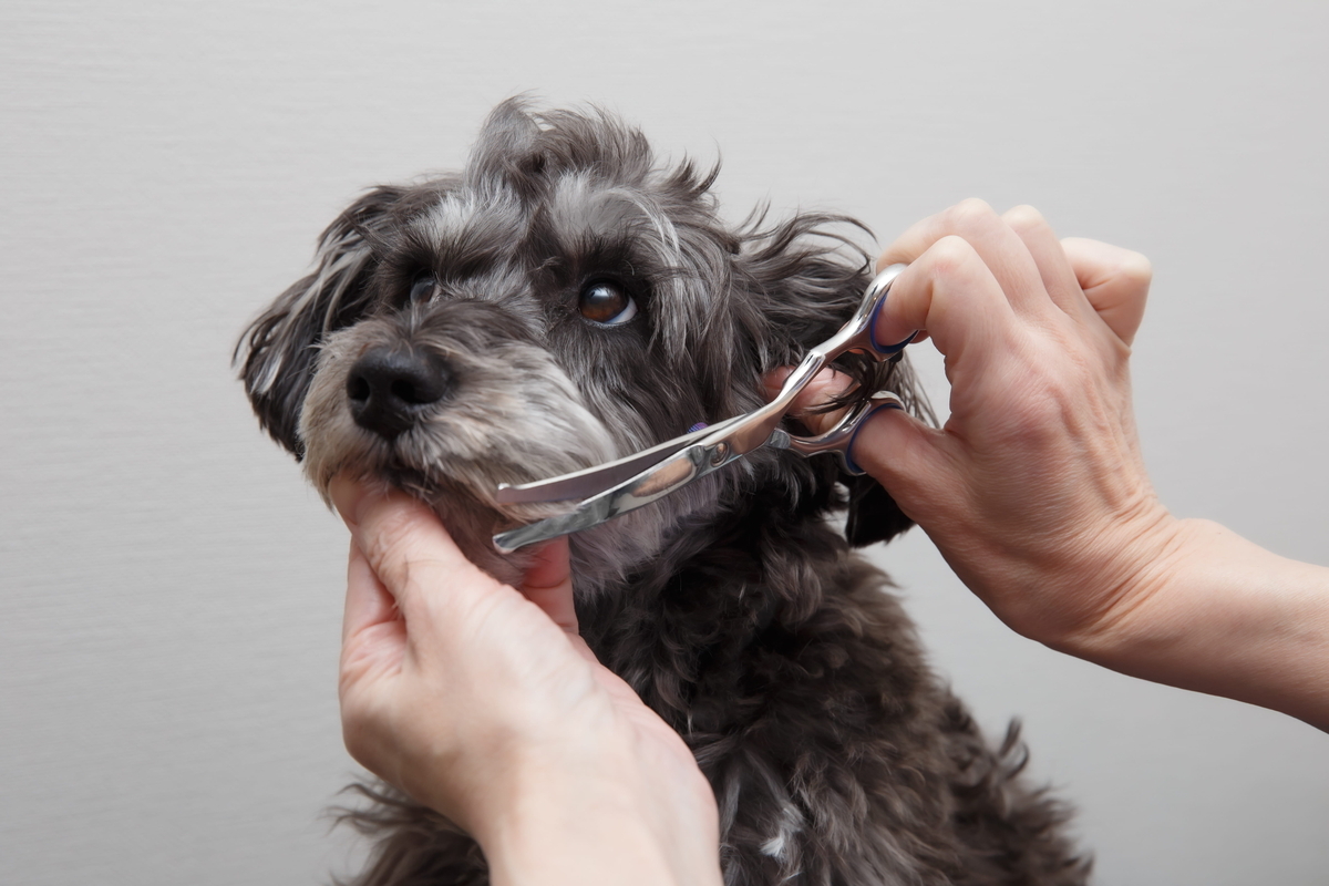 広尾でトリミングサロンを探すならgrooming tailも選択肢
