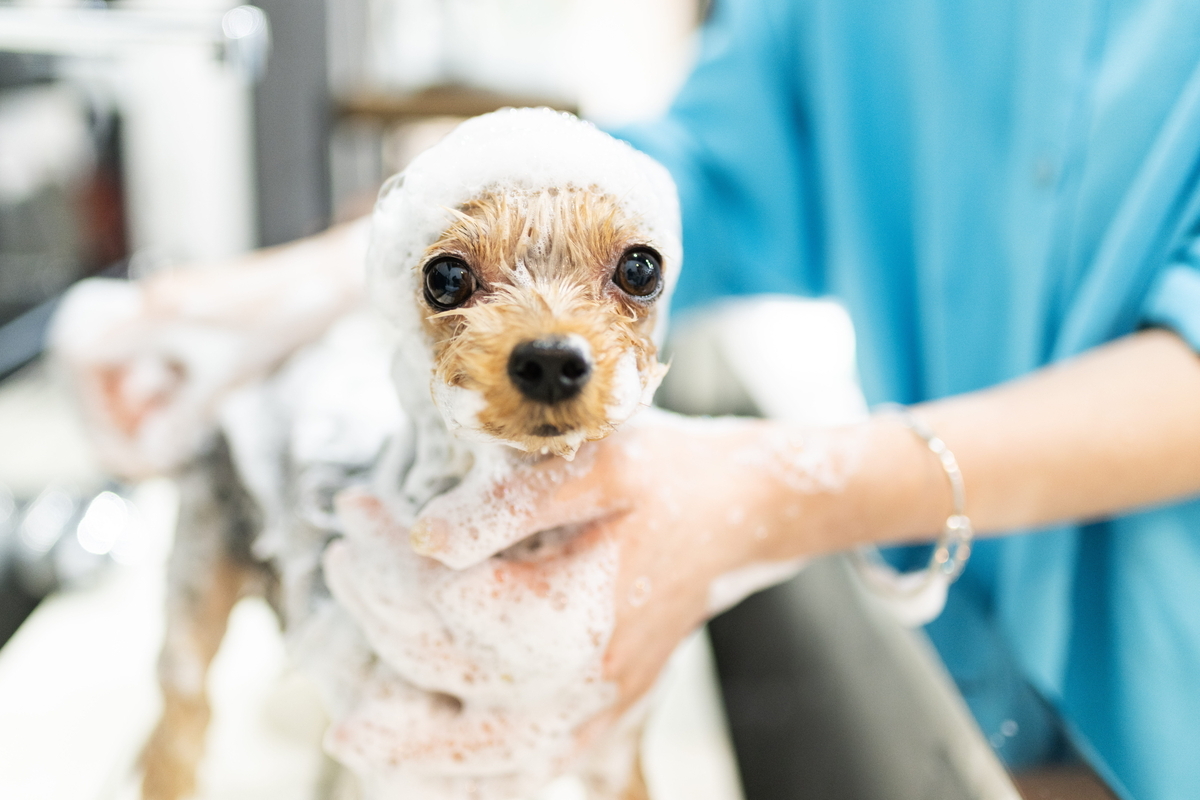 犬の性格や年齢に合わせたサロン選びのコツ