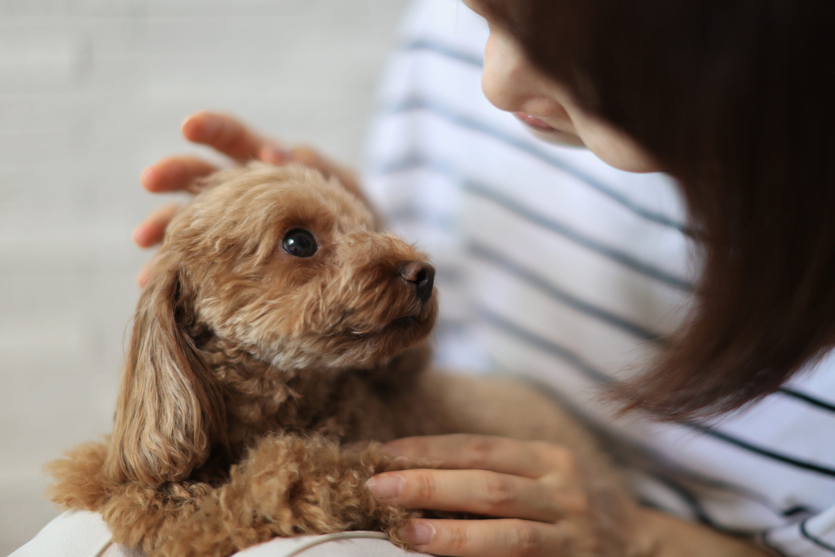 広尾で愛犬に合うトリミングサロンを見つけるために