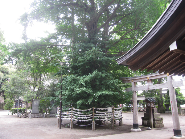 f:id:inudenchi:20160808185101j:plain