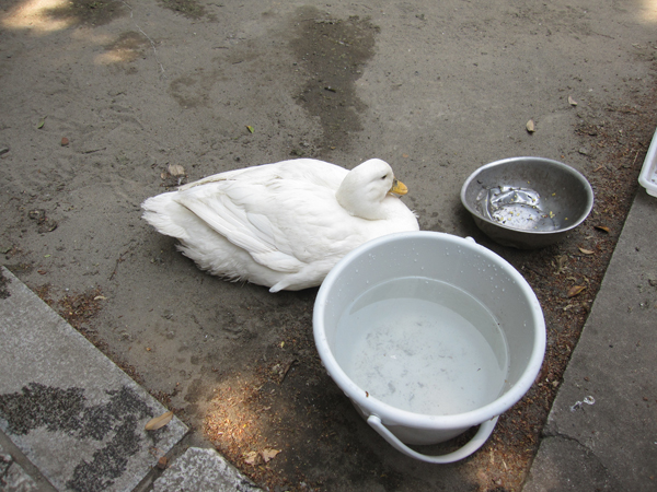 下谷神社のアヒル