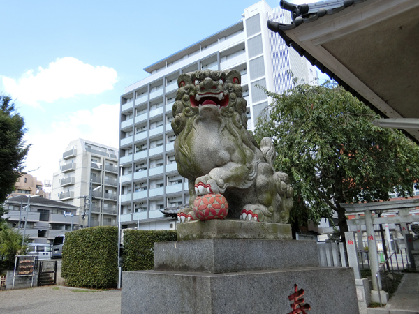 荻窪白山神社の右の狛犬