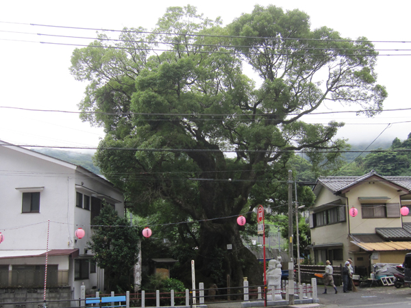 五所神社の明神楠