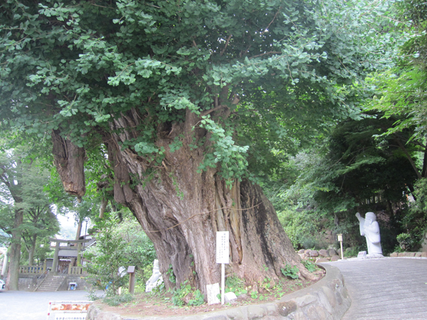 五所神社の銀杏