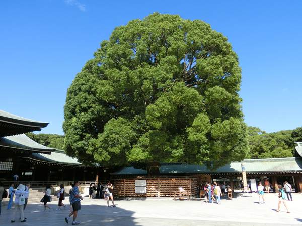 明治神宮の御神木