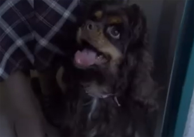 f:id:inudenchi:20161105103823j:plain