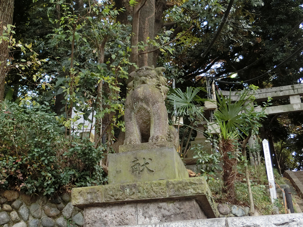 代々木八幡宮の左の狛犬