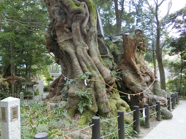 来宮神社の大楠