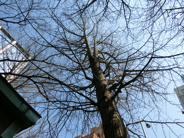 f:id:inudenchi:20170421183552j:plain