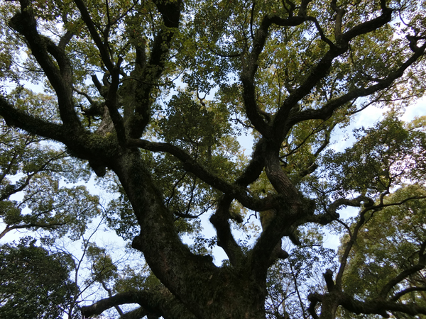 f:id:inudenchi:20170424210714j:plain