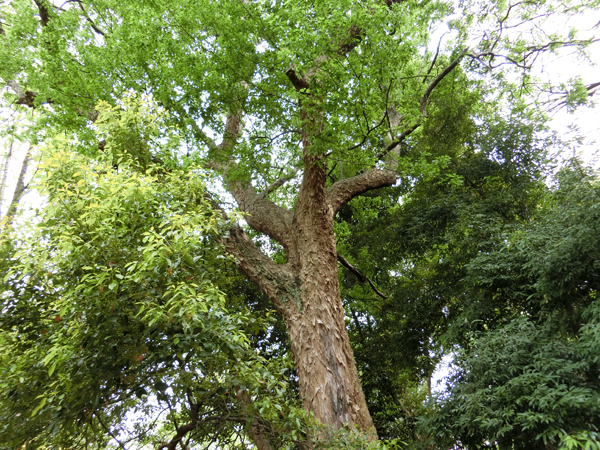 f:id:inudenchi:20170514222348j:plain