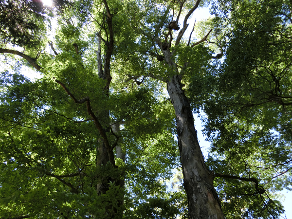 f:id:inudenchi:20170619224202j:plain f:id:inudenchi:20170619224202j:plain