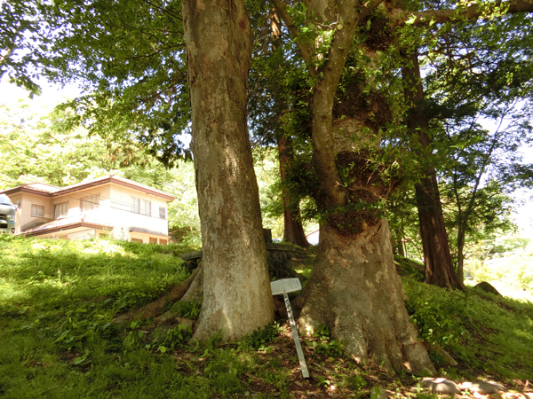 f:id:inudenchi:20170619224216j:plain f:id:inudenchi:20170619224216j:plain