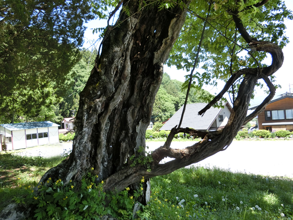 f:id:inudenchi:20170619225442j:plain f:id:inudenchi:20170619225442j:plain