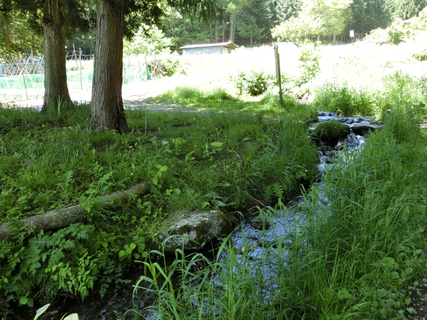 f:id:inudenchi:20170619225836j:plain f:id:inudenchi:20170619225836j:plain