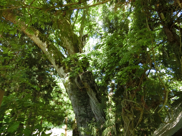 f:id:inudenchi:20170619230112j:plain f:id:inudenchi:20170619230112j:plain