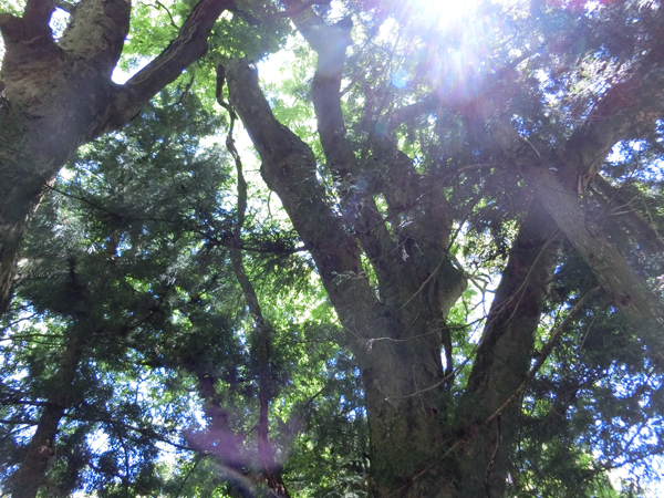 f:id:inudenchi:20170619230146j:plain f:id:inudenchi:20170619230146j:plain