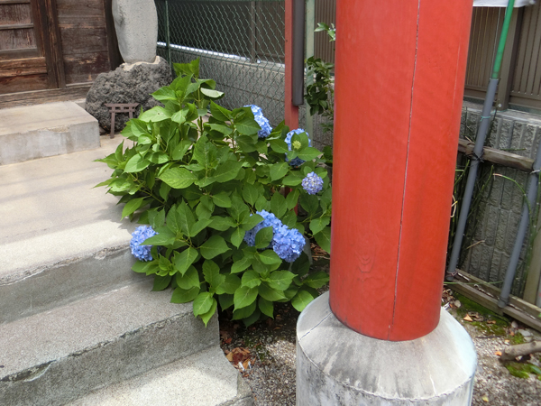 f:id:inudenchi:20170817201350j:plain