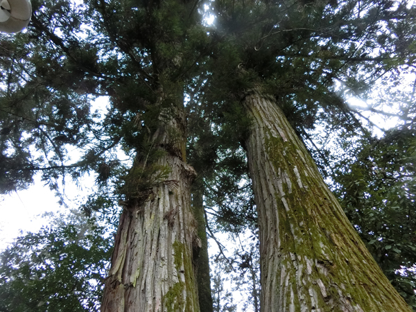 f:id:inudenchi:20180324212957j:plain f:id:inudenchi:20180324212957j:plain