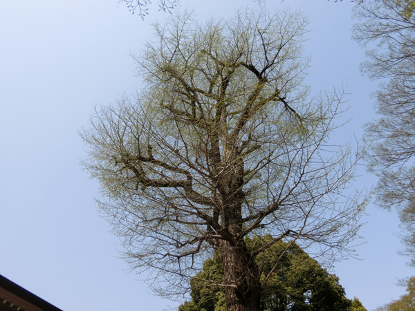 f:id:inudenchi:20180410214758j:plain f:id:inudenchi:20180410214758j:plain