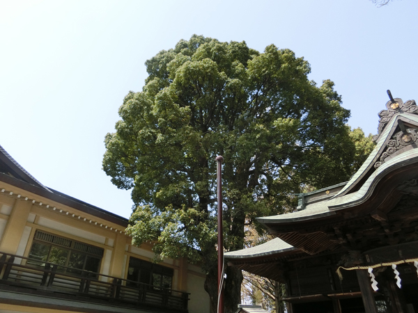 f:id:inudenchi:20180410214933j:plain f:id:inudenchi:20180410214933j:plain