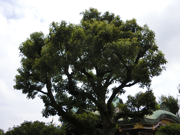 f:id:inudenchi:20180722202430j:plain f:id:inudenchi:20180722202430j:plain