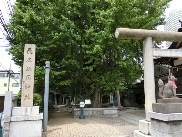 飛木稲荷神社の大銀杏