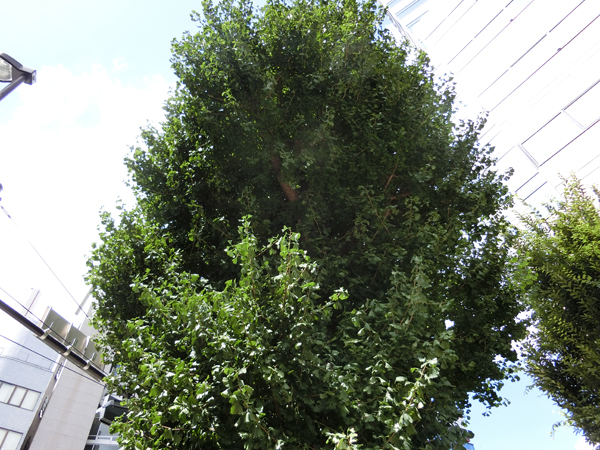 f:id:inudenchi:20180831210255j:plain f:id:inudenchi:20180831210255j:plain