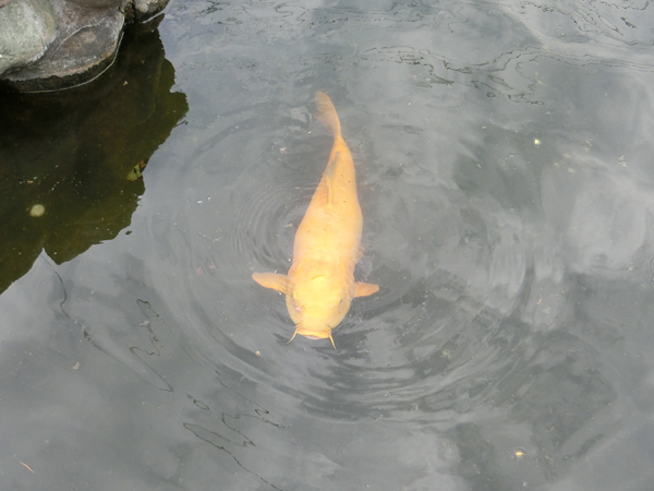 f:id:inudenchi:20180913203906j:plain f:id:inudenchi:20180913203906j:plain