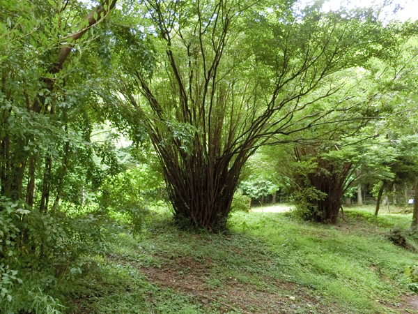 f:id:inudenchi:20181008180842j:plain f:id:inudenchi:20181008180842j:plain