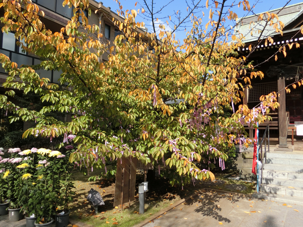 f:id:inudenchi:20181120195520j:plain