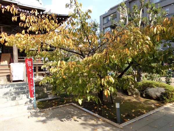f:id:inudenchi:20181120204333j:plain