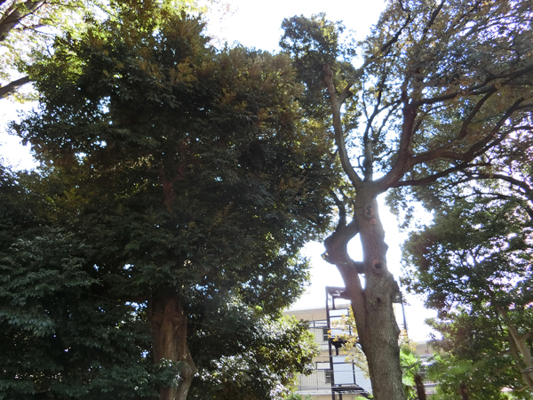 f:id:inudenchi:20181123203617j:plain