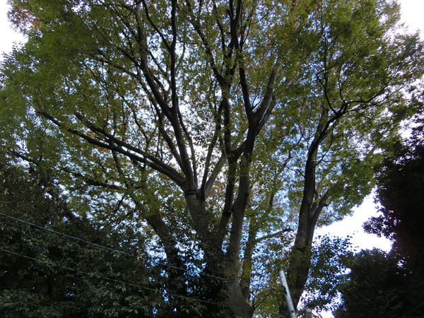 f:id:inudenchi:20181123203706j:plain