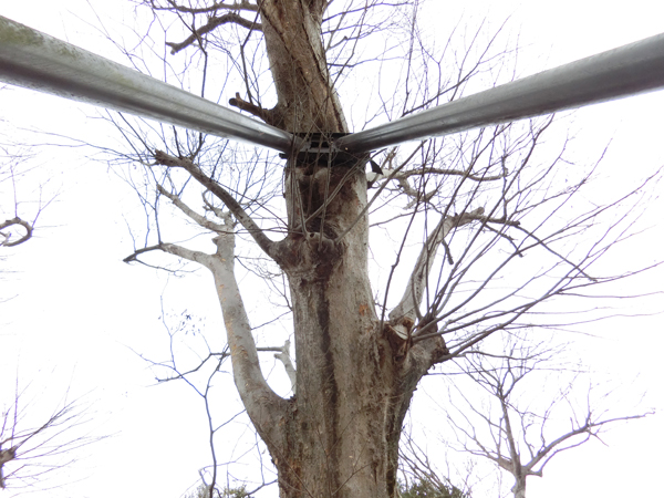 f:id:inudenchi:20190210205923j:plain