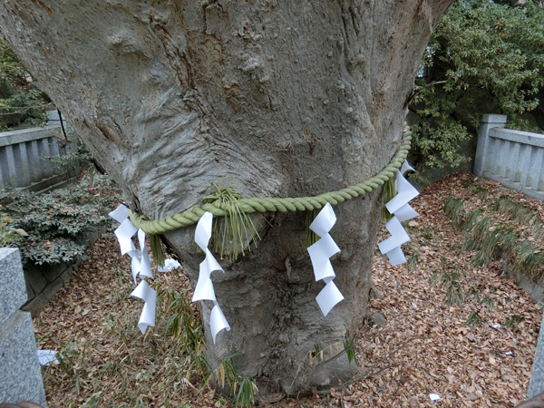 f:id:inudenchi:20190210205950j:plain