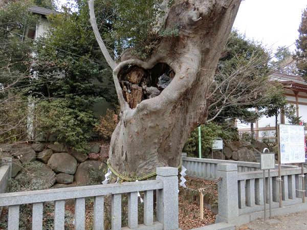 青渭神社の大ケヤキ