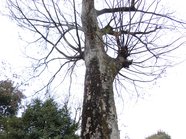 f:id:inudenchi:20190210210508j:plain