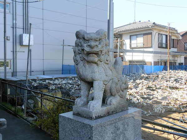 稲城八坂神社の右の狛犬