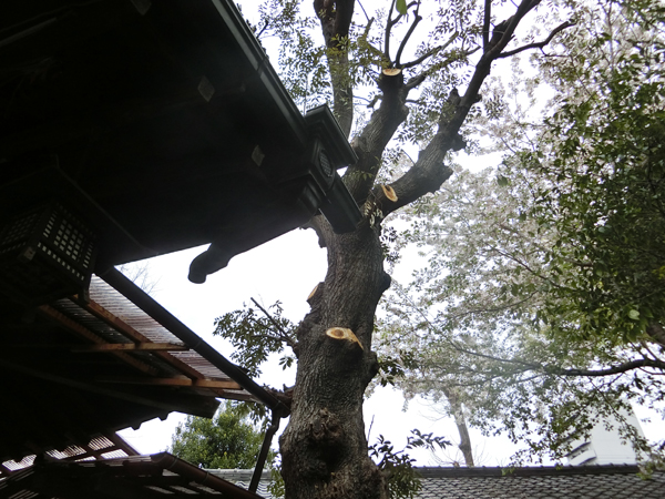 f:id:inudenchi:20190414192000j:plain