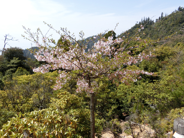 f:id:inudenchi:20190501221942j:plain