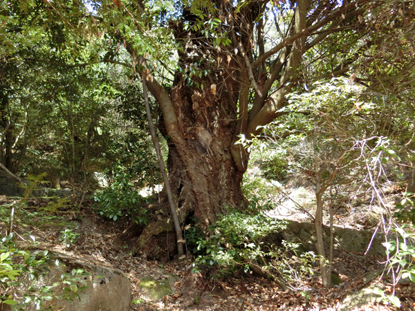 f:id:inudenchi:20190501222435j:plain