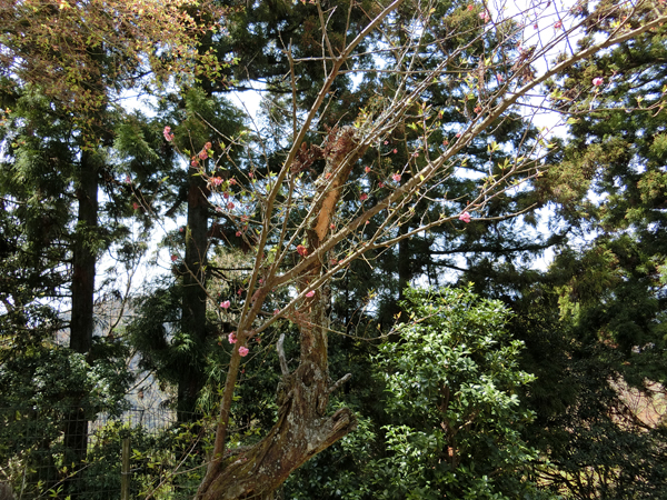 f:id:inudenchi:20190501223245j:plain