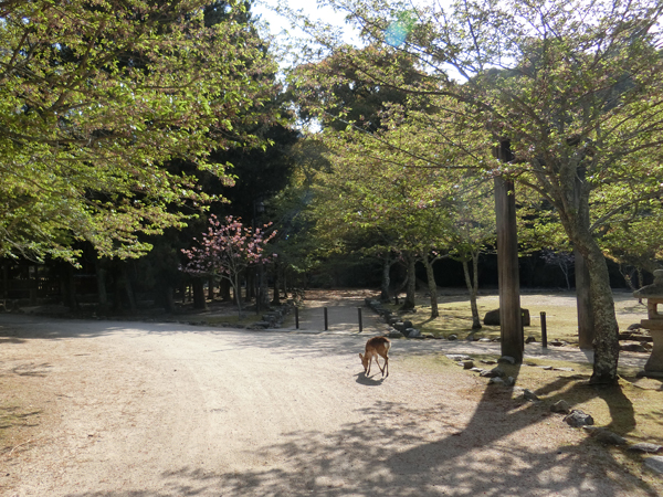 f:id:inudenchi:20190510212910j:plain