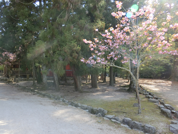 f:id:inudenchi:20190510213007j:plain